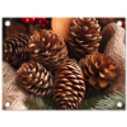 Dennenappels - Boom - Winter - Natuur - Bruin tuinposter los doek klein -3d