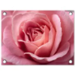 Roze - Roos - Romantisch tuinposter los doek klein -3d