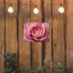 Roze - Roos - Romantisch tuinposter los doek klein -sfeer1