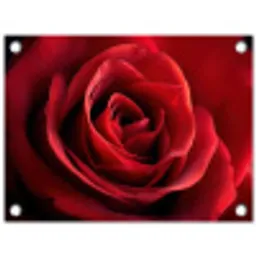 Rood - Roos - Romantisch tuinposter los doek klein -3d