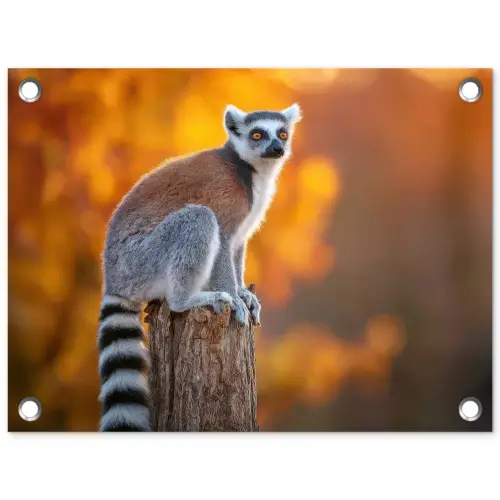 Ringstaartmaki - Boomstronk - Gestreept tuinposter los doek klein -3d