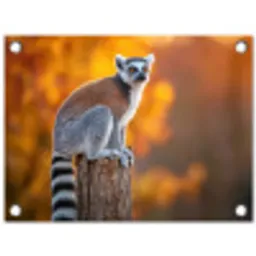 Ringstaartmaki - Boomstronk - Gestreept tuinposter los doek klein -3d