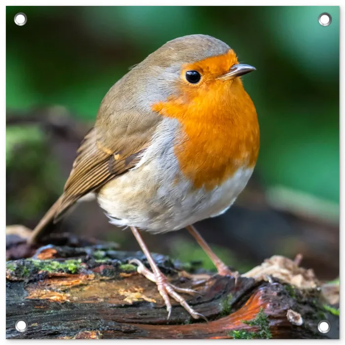 Roodborstje op een Boomstam tuinposter los doek klein -3d