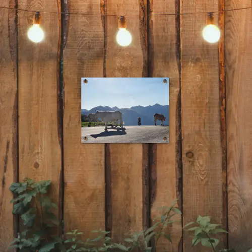 Schotse hooglander - Licht - Berg - Natuur tuinposter los doek klein -sfeer1