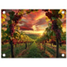 Wijngaard - Druiven - Zonsondergang tuinposter los doek klein -3d