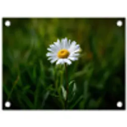 Wit - Madeliefje - Bloem - Gras tuinposter los doek klein -3d
