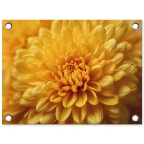 Geel - Chrysant - Zachtheid tuinposter los doek klein -3d