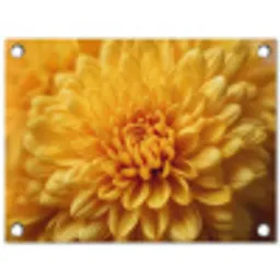 Geel - Chrysant - Zachtheid tuinposter los doek klein -3d