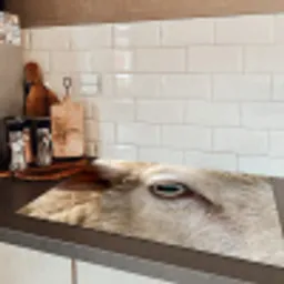 Schaap - Oog - Wit Inductie beschermer vinyl 3mm klein -sfeer3
