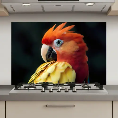 Close-up - Papegaai - Veren - Oranje keuken achterwand spatscherm klein -3d_website