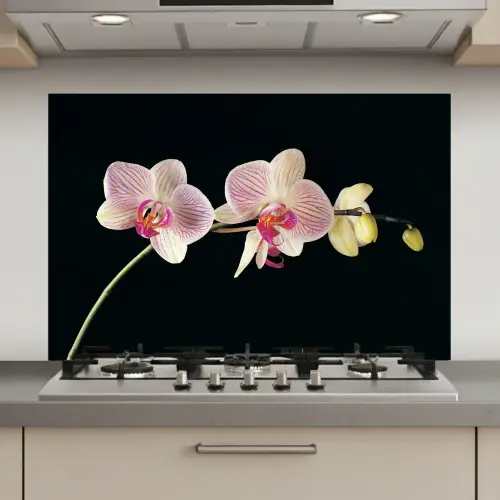 Orchidee - Bloemen - Zwart - Roze - Knoppen keuken achterwand spatscherm klein -3d_website