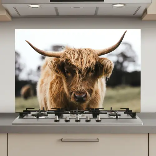Schotse Hooglander - Koe - Gras - Dieren - Natuur keuken achterwand spatscherm klein -3d_website