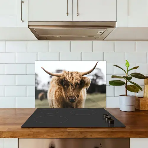 Schotse Hooglander - Koe - Gras - Dieren - Natuur keuken achterwand spatscherm klein -sfeer2