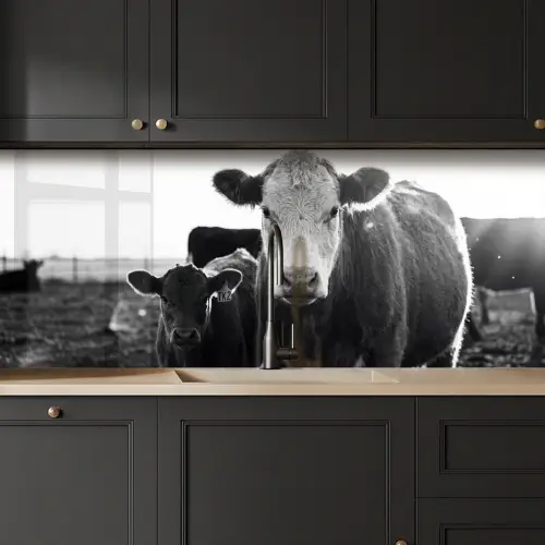 Koeien - Zwart - Wit keuken achterwand 2 middel -sfeer1