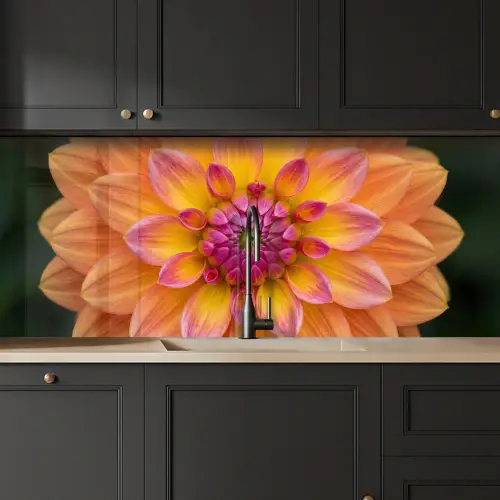 Dahlia - Bloem - Oranje keuken achterwand 2 middel -sfeer1