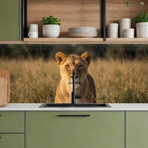 Leeuwin - Gras - Geel keuken achterwand 2 middel -sfeer3
