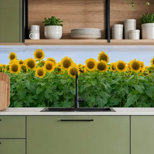 Zonnebloemen - Geel - Natuur keuken achterwand 2 middel -sfeer3