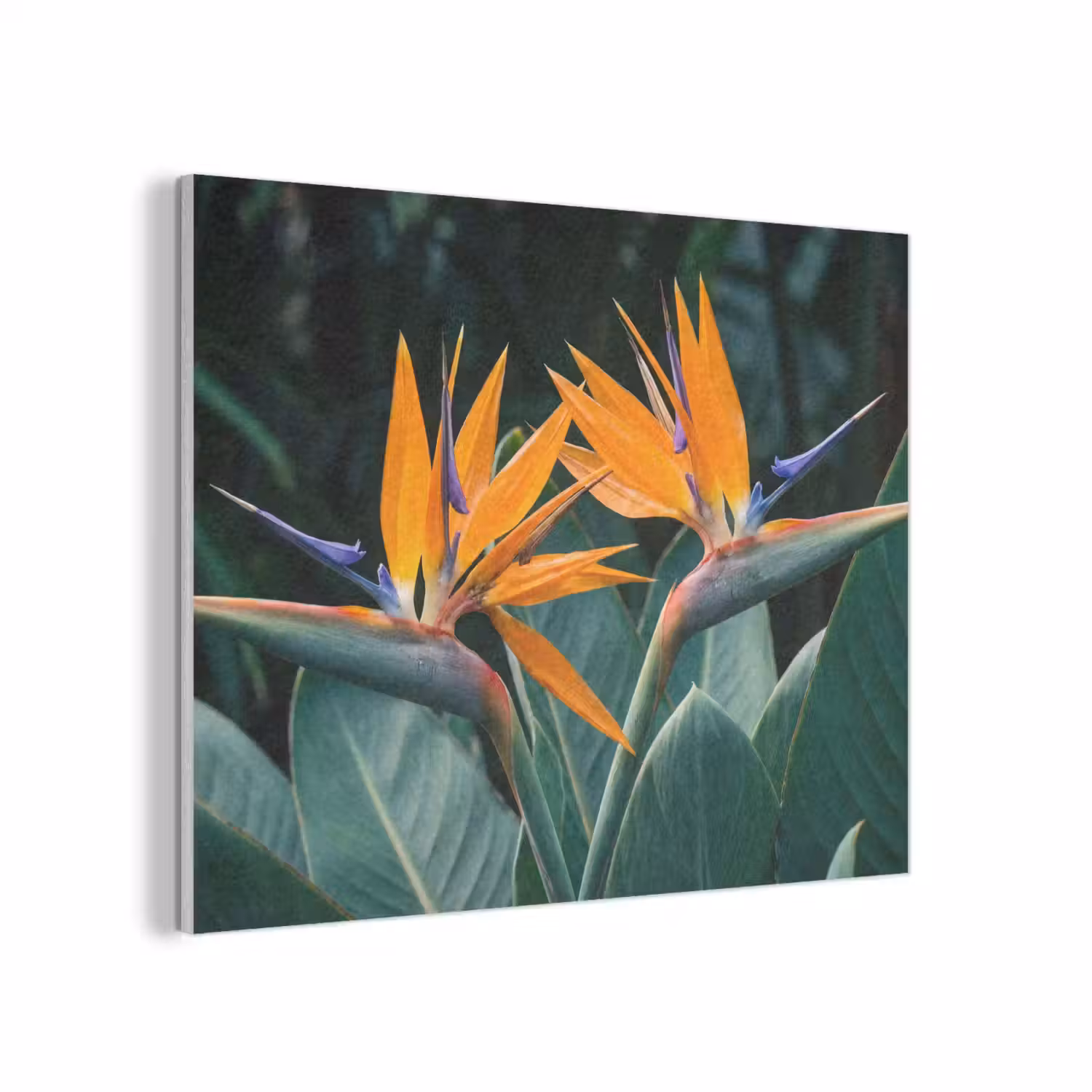 Paradijsvogel - Bloem - Exotisch PET vilt klein -3d