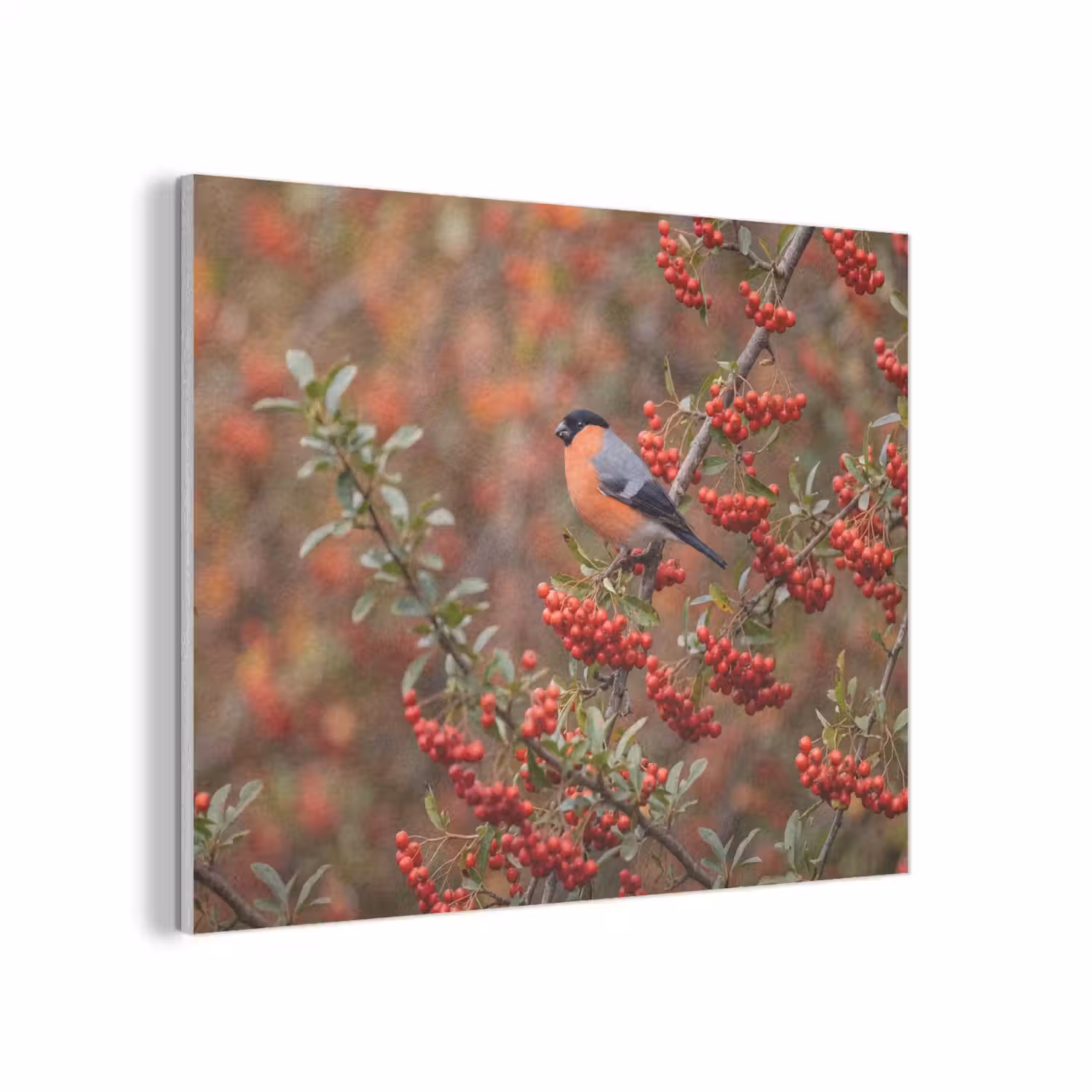 Goudvink - Bessen - Herfst - Natuur - Kleurrijk PET vilt klein -3d