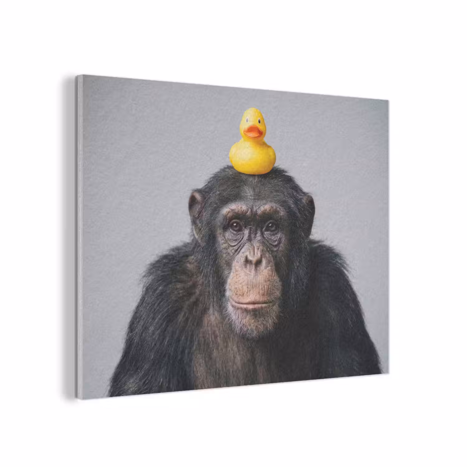 Chimpansee - Badeend - Grijs PET vilt klein -3d