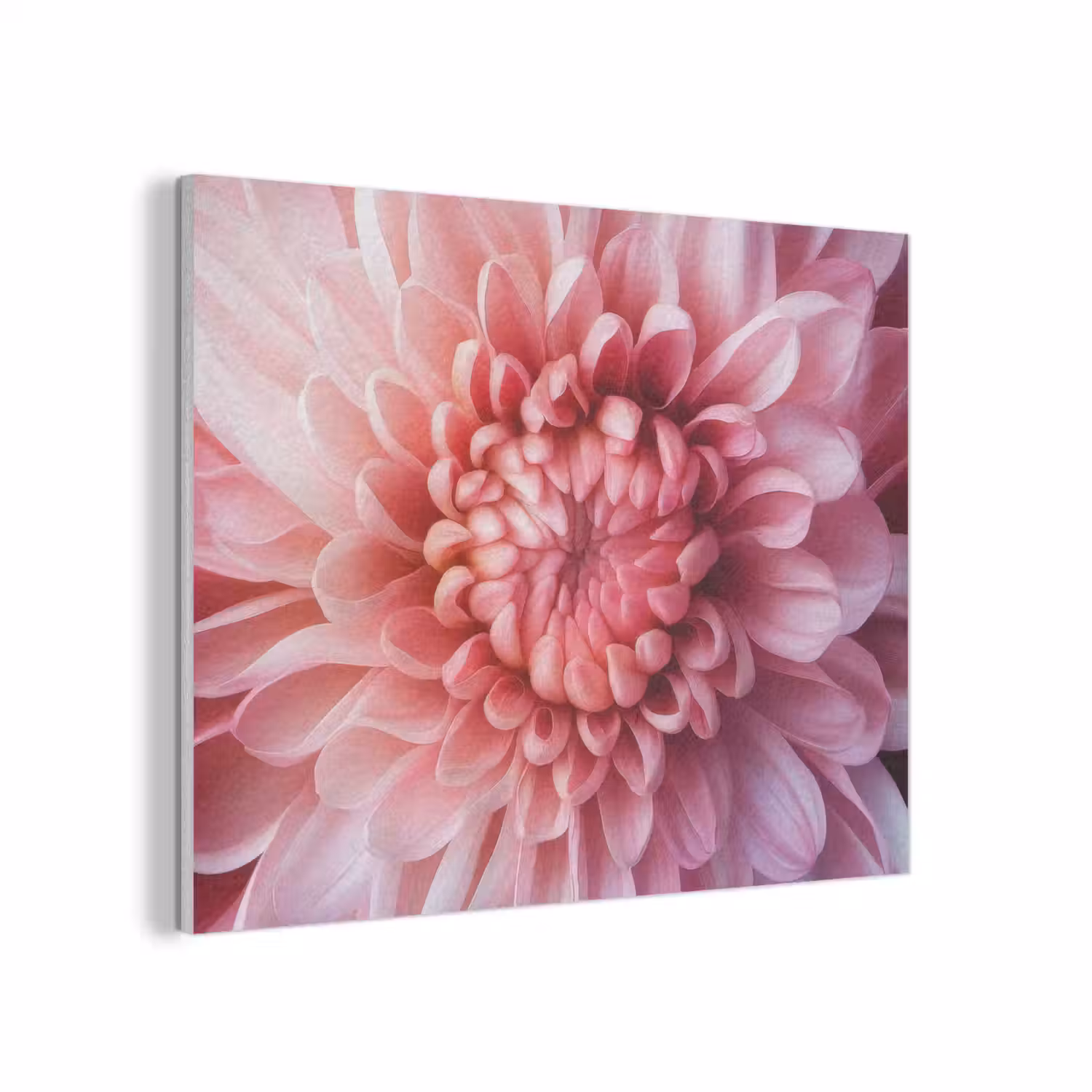 Dahlia - Bloem - Close up - Roze PET vilt klein -3d
