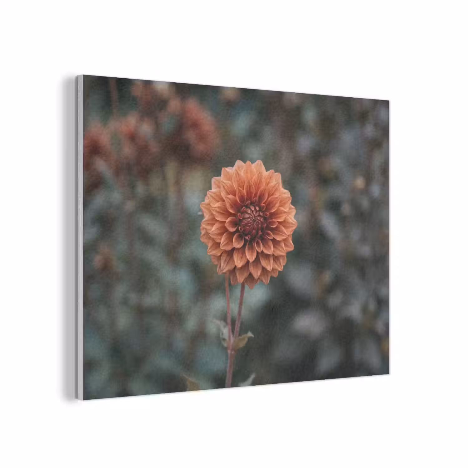 Dahlia - Bloem - Natuur - Sfeervol PET vilt klein -3d