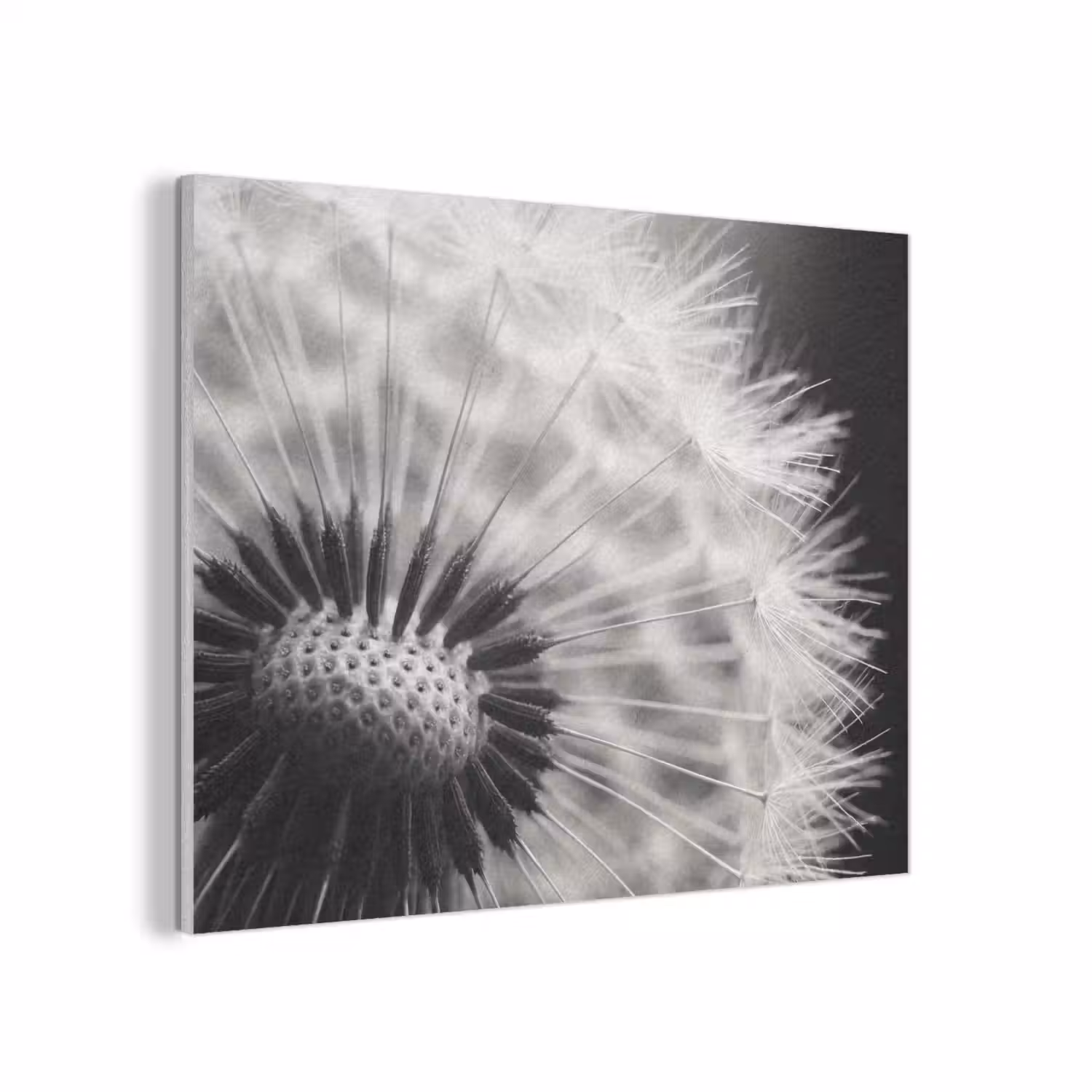 Paardenbloem - Zwart - Wit PET vilt klein -3d