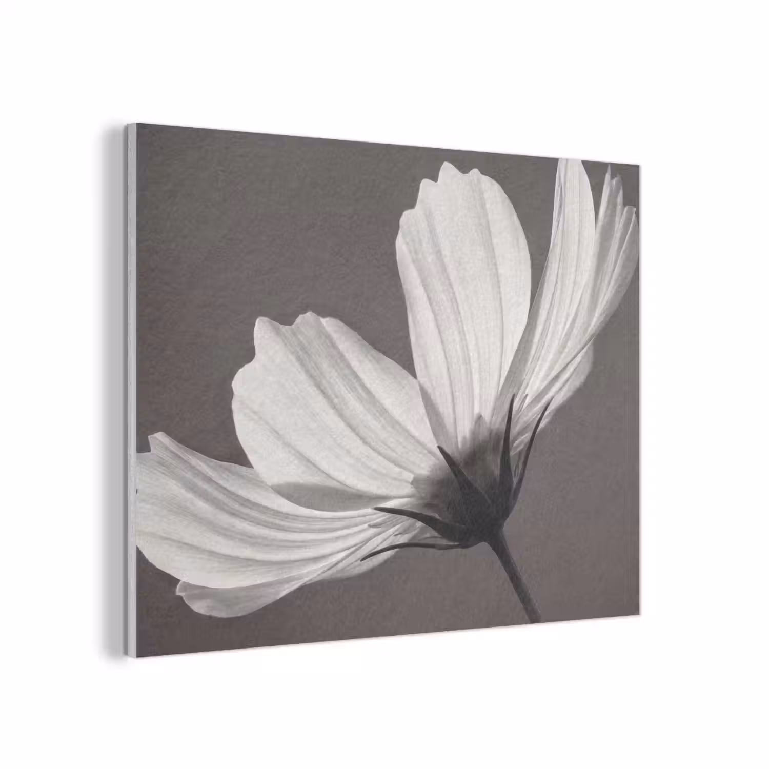 Bloem - Minimalistisch - Zwart - Wit PET vilt klein -3d