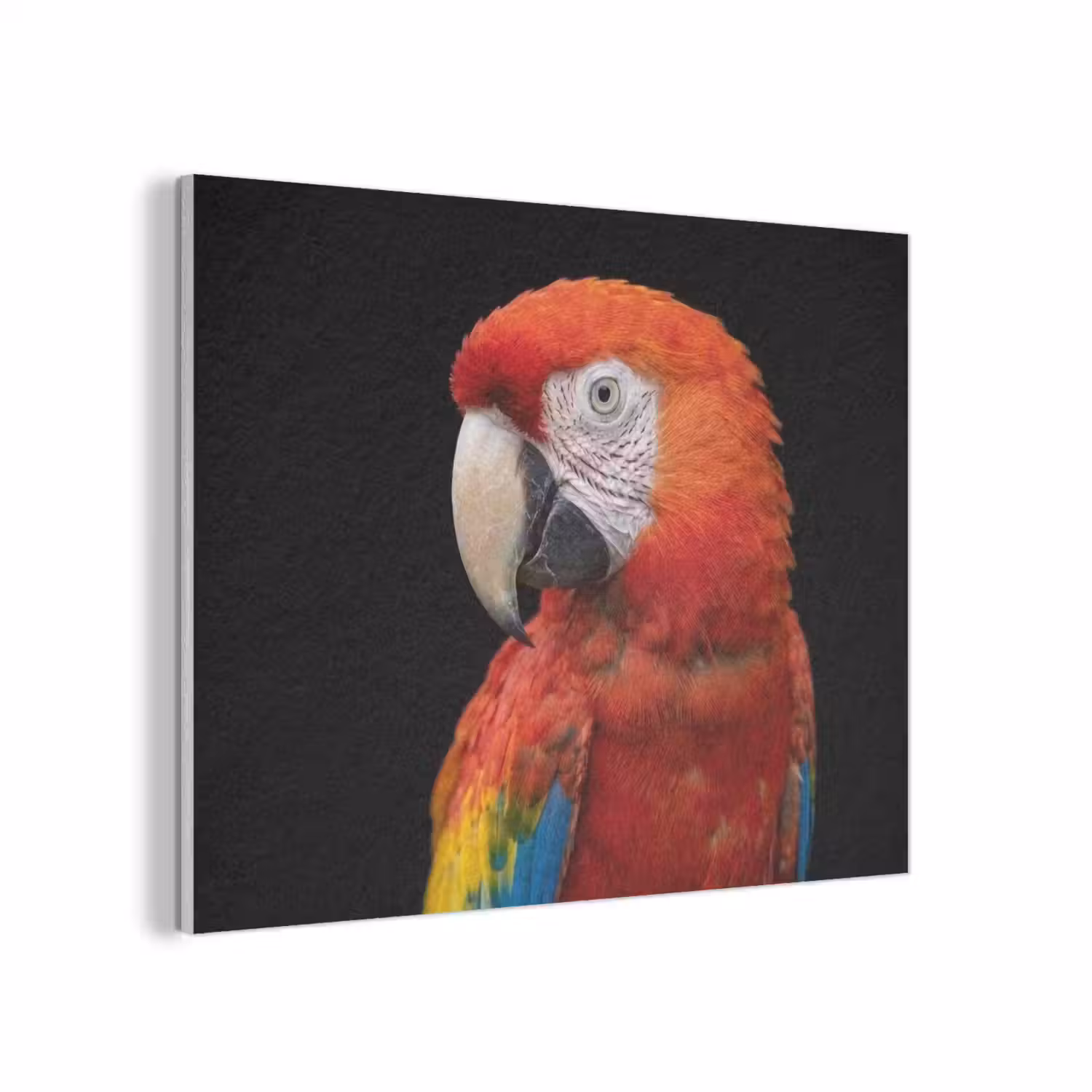Ara - Portret - Rood PET vilt klein -3d