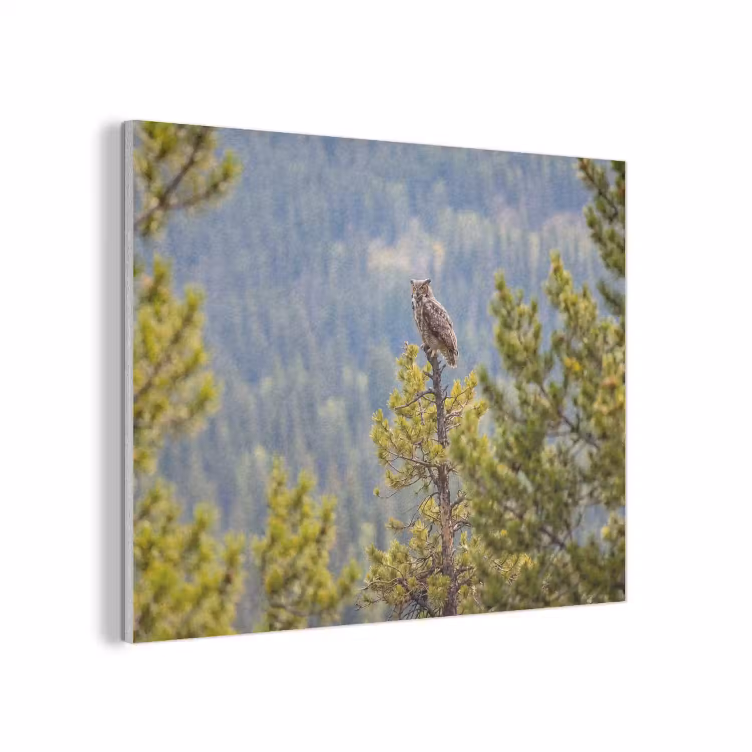 Uil - Oehoe - Bomen - Natuur PET vilt klein -3d