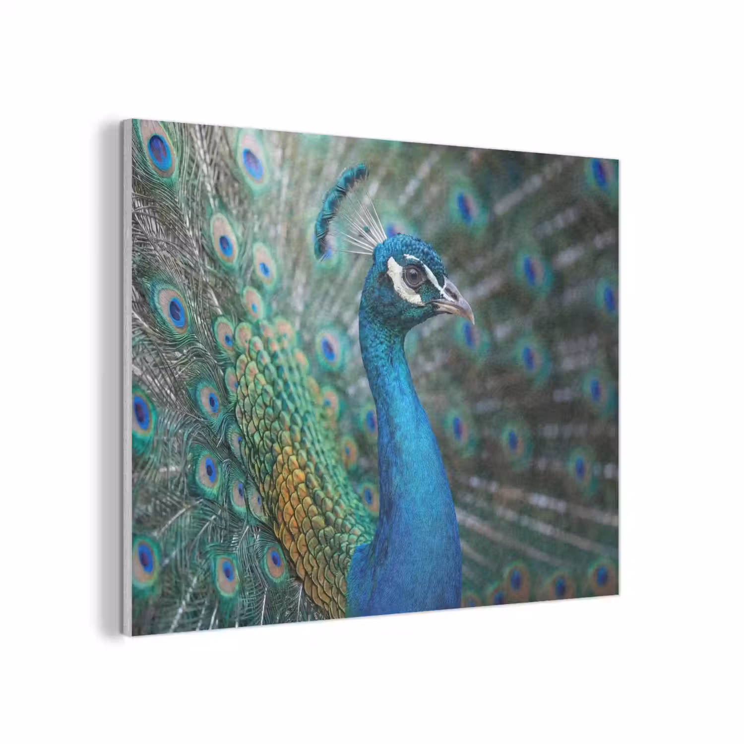 Pauw - Veren - Blauw PET vilt klein -3d