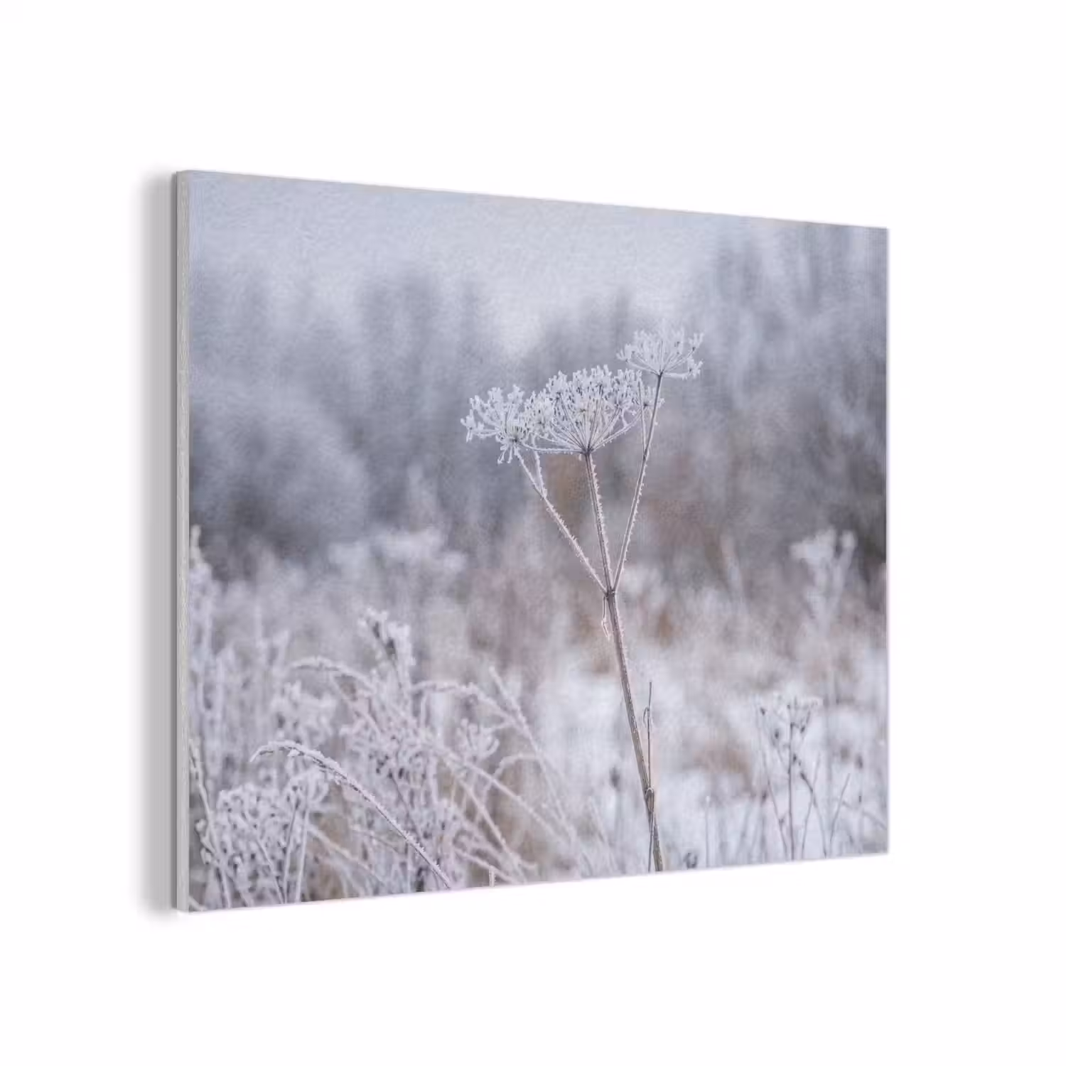 Schermbloem - Rijp - Kristallen - Winter - Delicaat PET vilt klein -3d