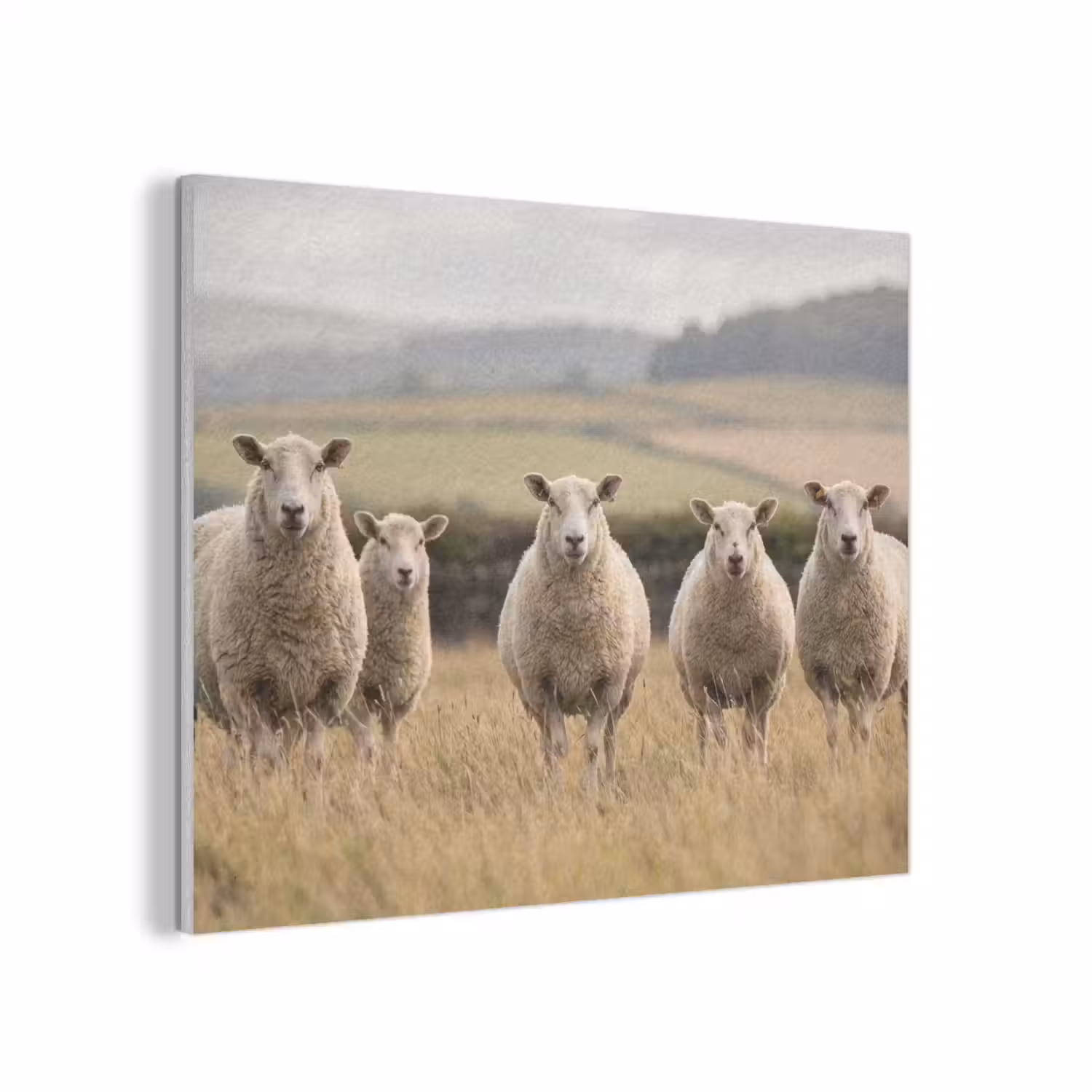 Schapen - Weidenlandschap - Heuvels PET vilt klein -3d