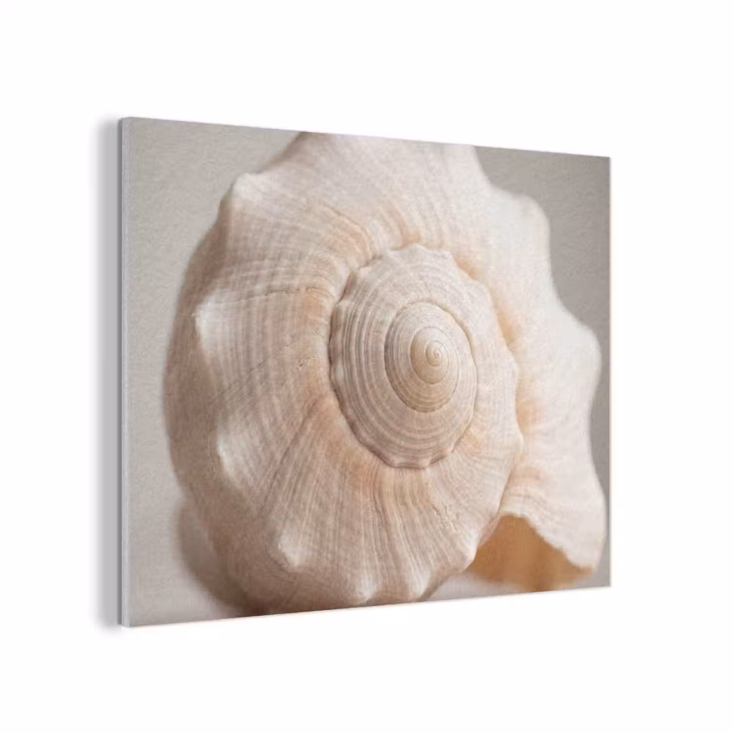 Schelp - Detail - Beige PET vilt klein -3d