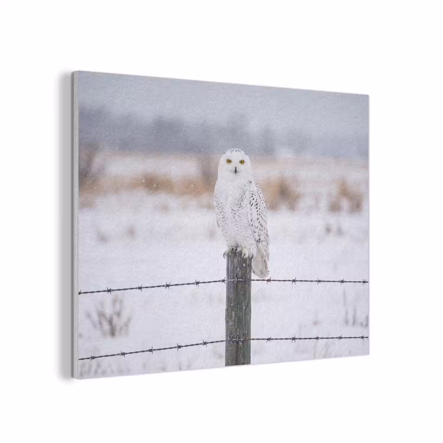 Sneeuwuil - Hek - Sneeuw - Wit PET vilt klein -3d