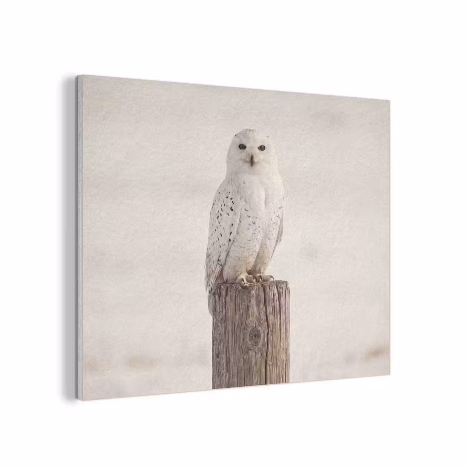 Sneeuwuil - Paal - Winter - Portret - Majestueus PET vilt klein -3d