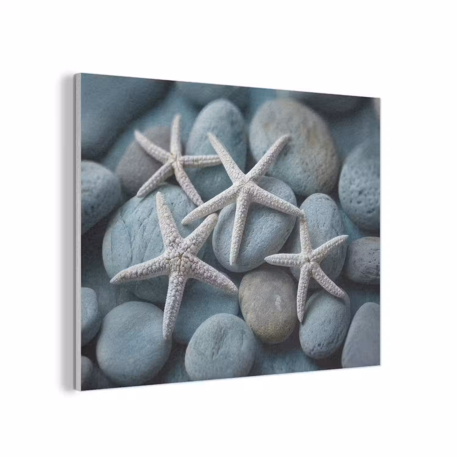 Zeesterren - Stenen - Wit PET vilt klein -3d