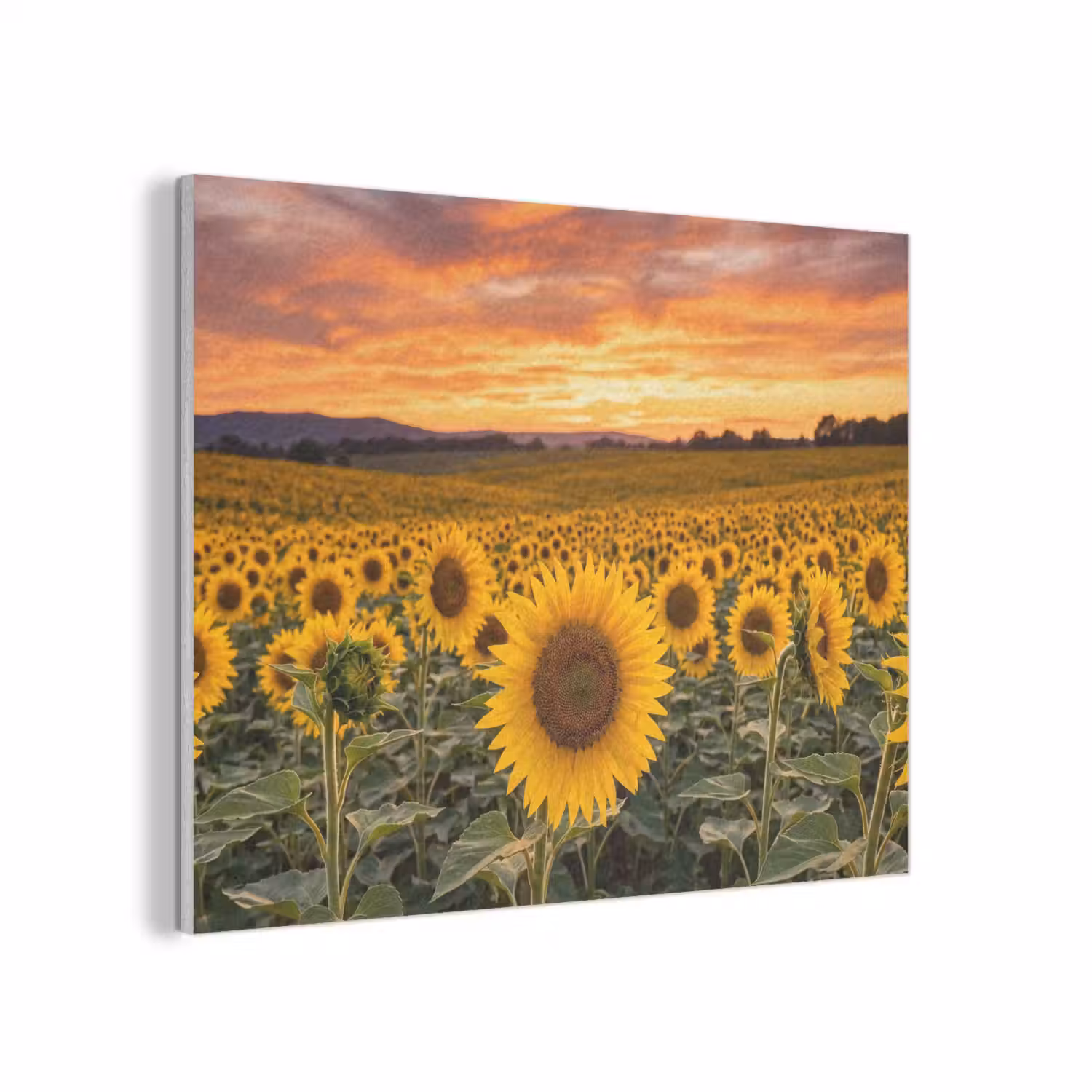 Zonnebloemen - Heuvellandschap - Geel PET vilt klein -3d
