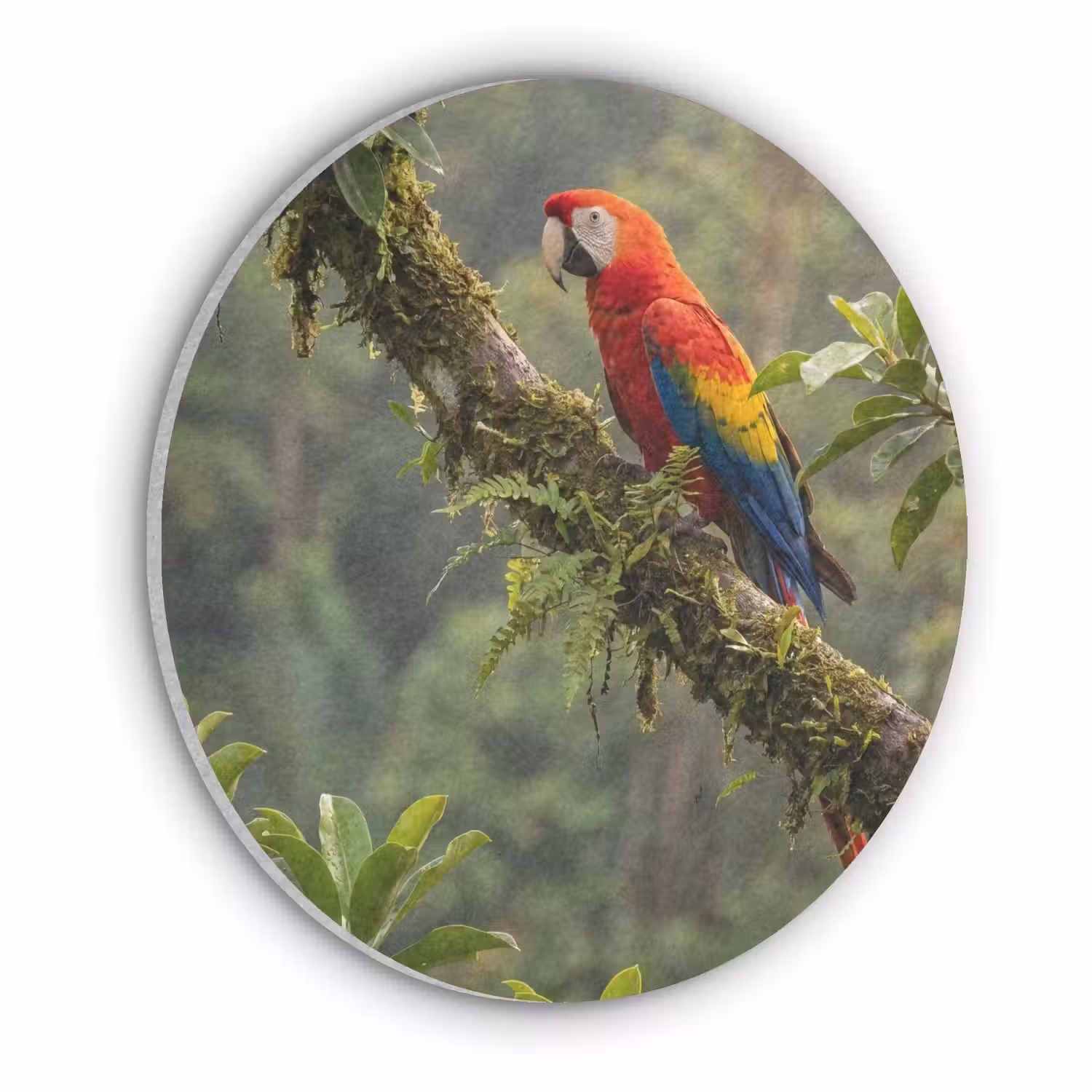 Ara - Jungle - Rood Akoestische PET Vilt - Rond klein -3d