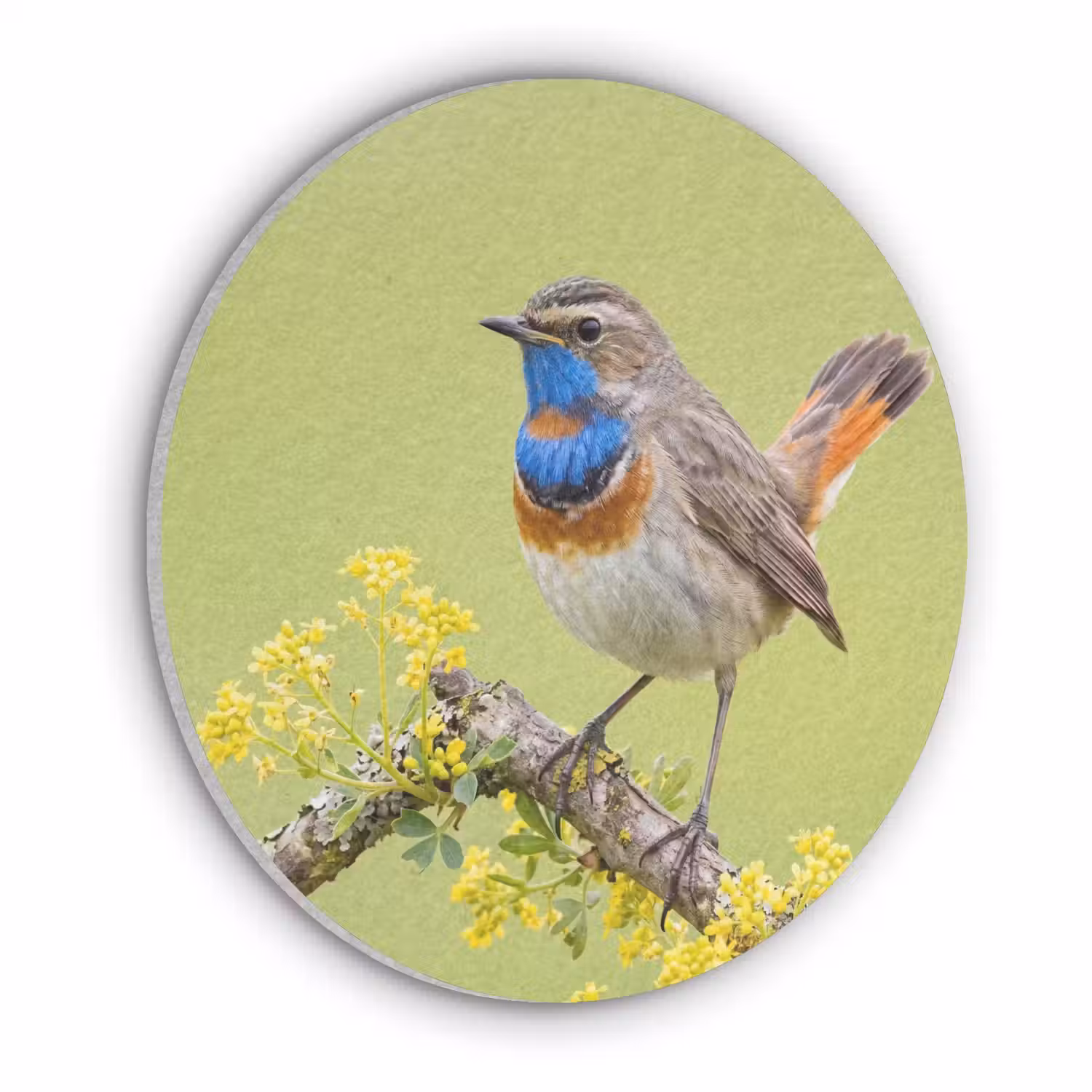 Vogel - Tak - Natuur - Kleurrijk Akoestische PET Vilt - Rond klein -3d
