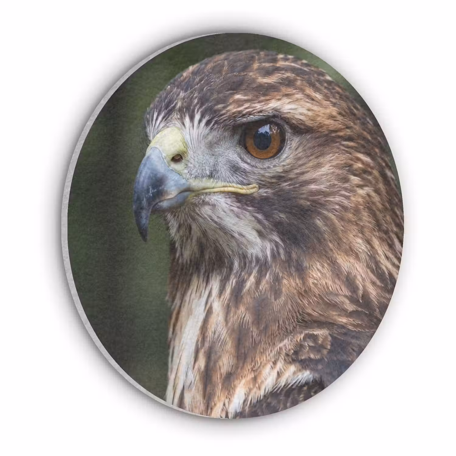 Buizerd - Roofvogel - Natuur - Bruin Akoestische PET Vilt - Rond klein -3d