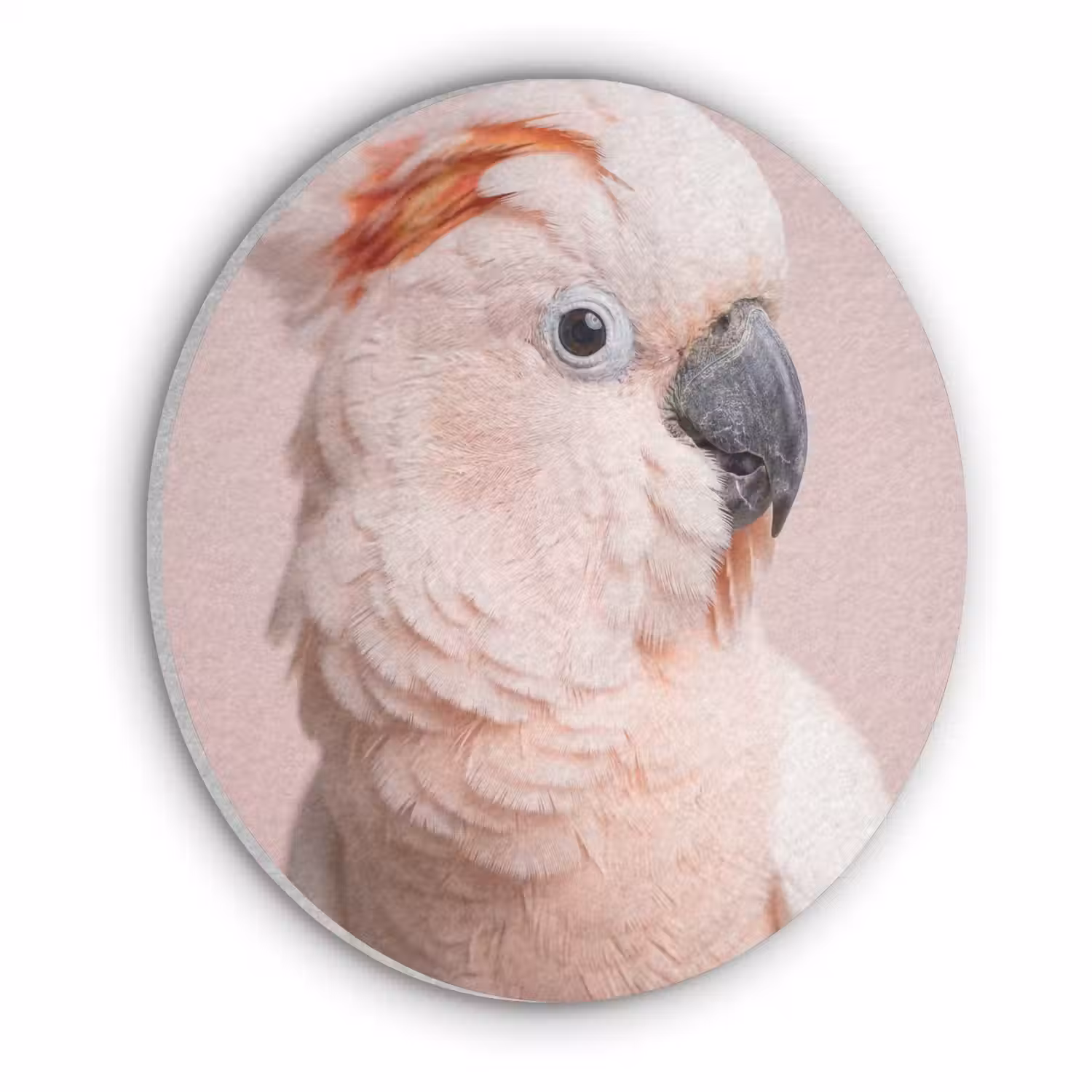 Kaketoe - Portret - Roze Akoestische PET Vilt - Rond klein -3d