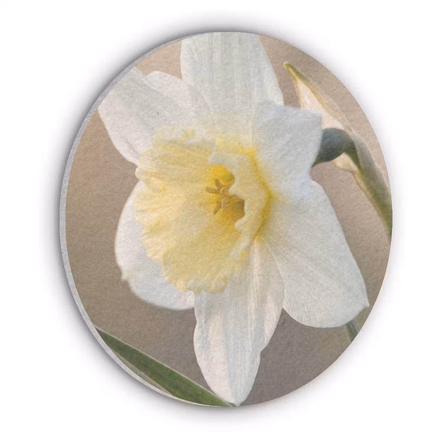 Narcis - Bloem - Minimalistisch Akoestische PET Vilt - Rond klein -3d