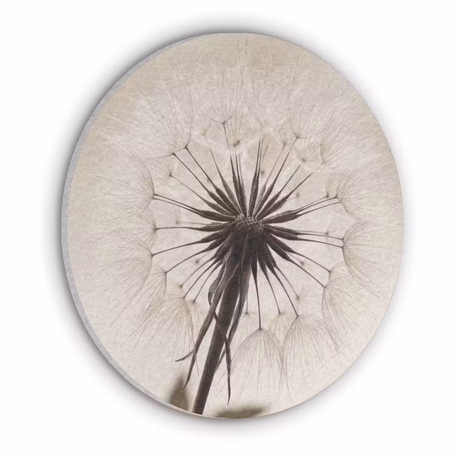 Paardenbloem - Minimalistisch - Wit Akoestische PET Vilt - Rond klein -3d