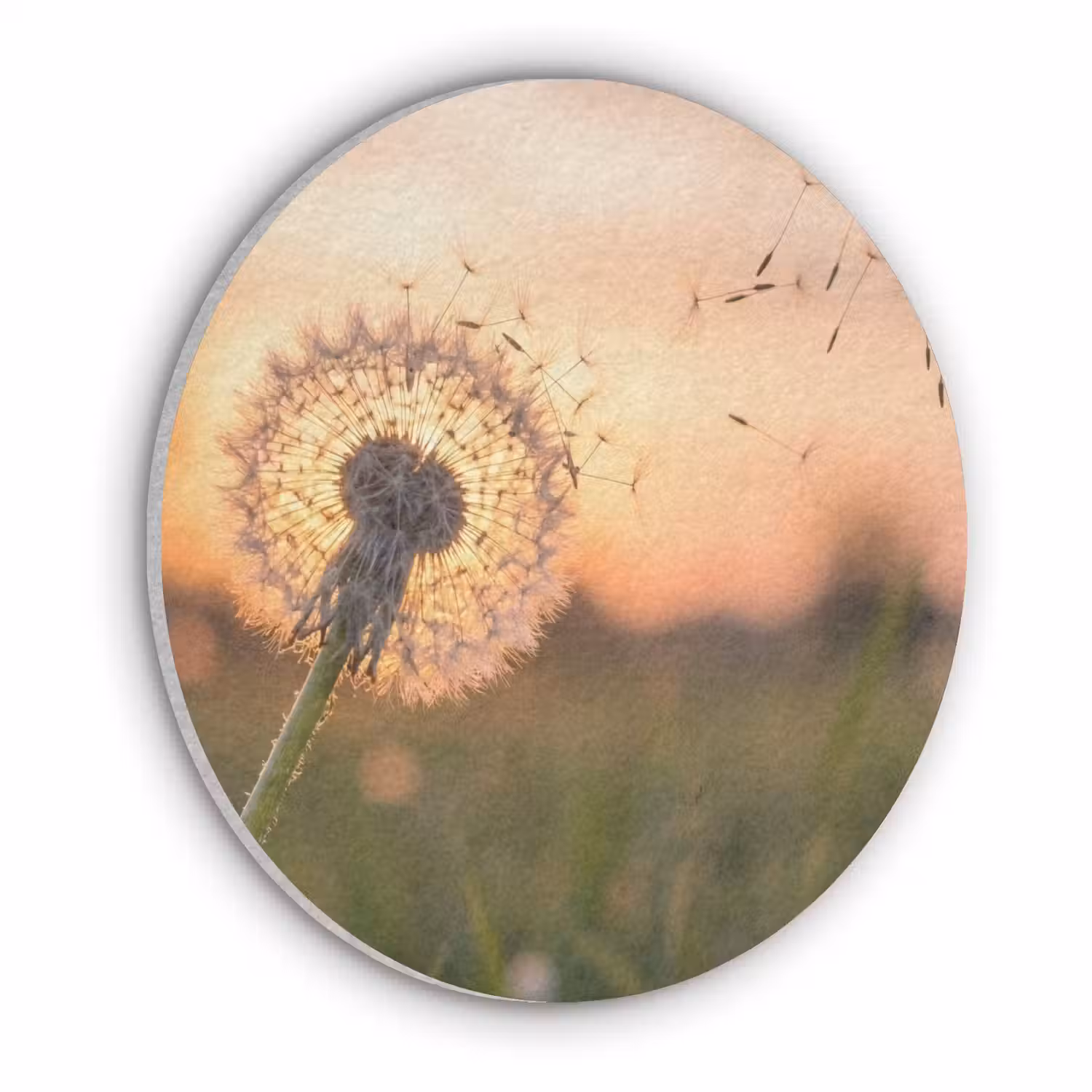 Paardenbloem - Zonsondergang - Veld Akoestische PET Vilt - Rond klein -3d