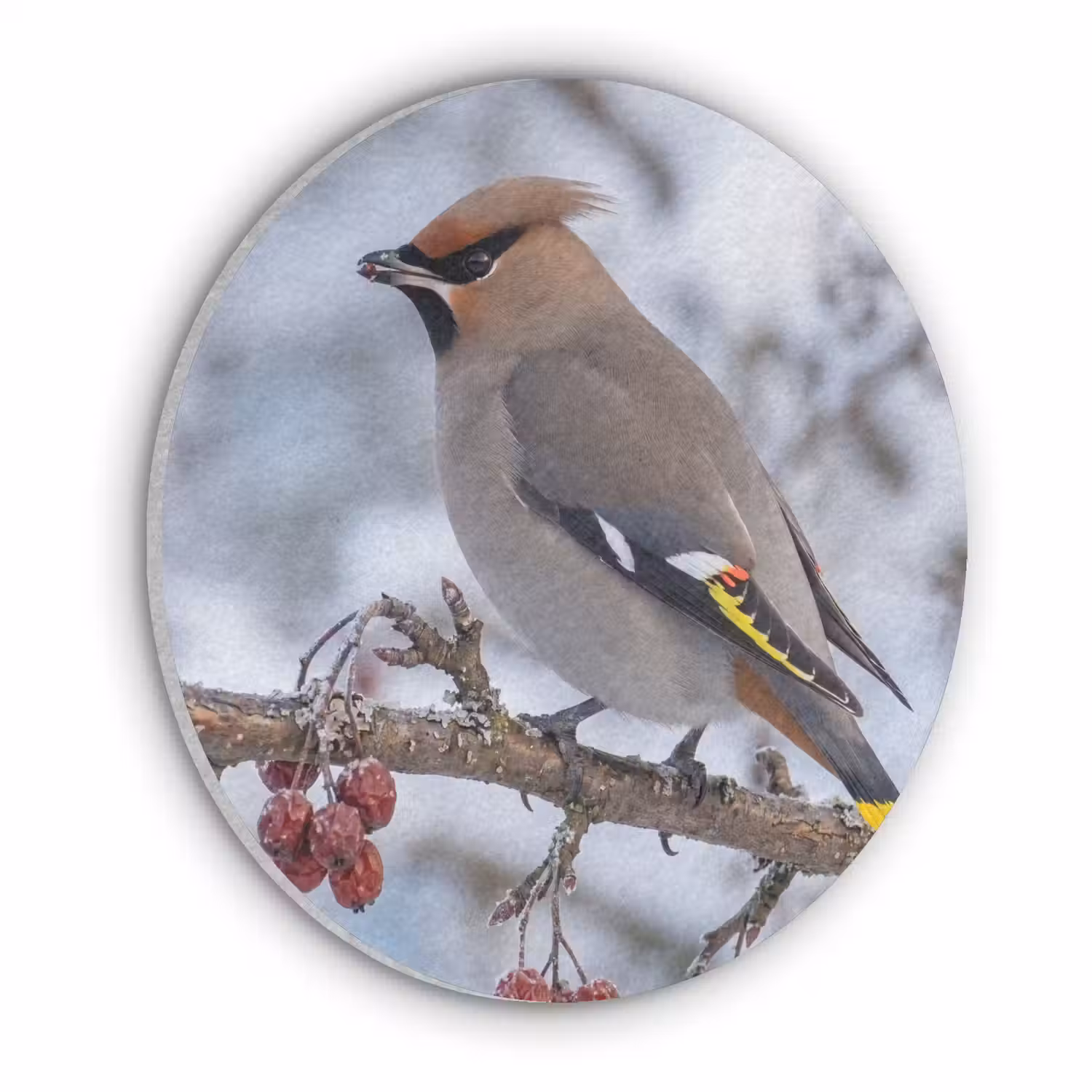Pestvogel - Bessen - Winter - Natuur Akoestische PET Vilt - Rond klein -3d