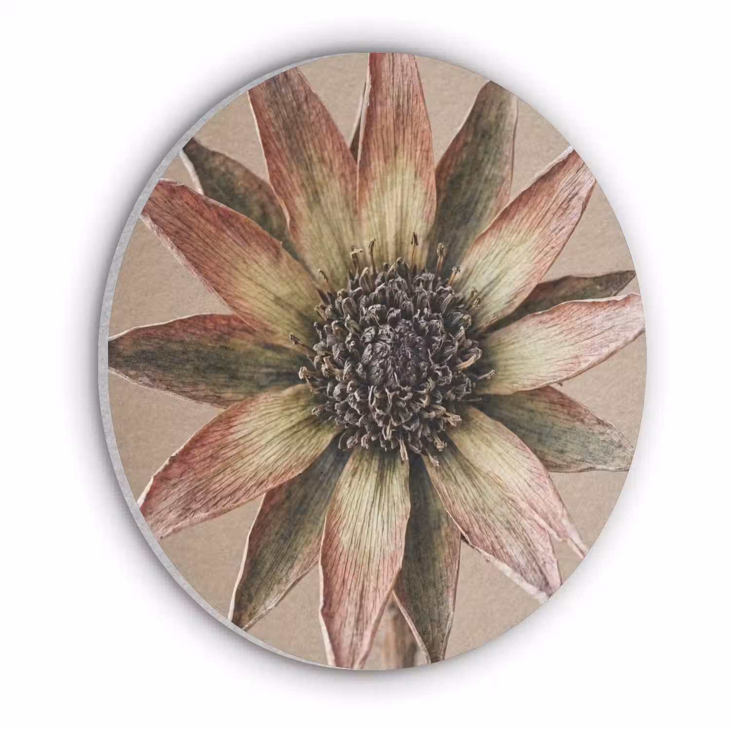 Droogbloem - Protea - Vintage - Beige - Rustiek Akoestische PET Vilt - Rond klein -3d