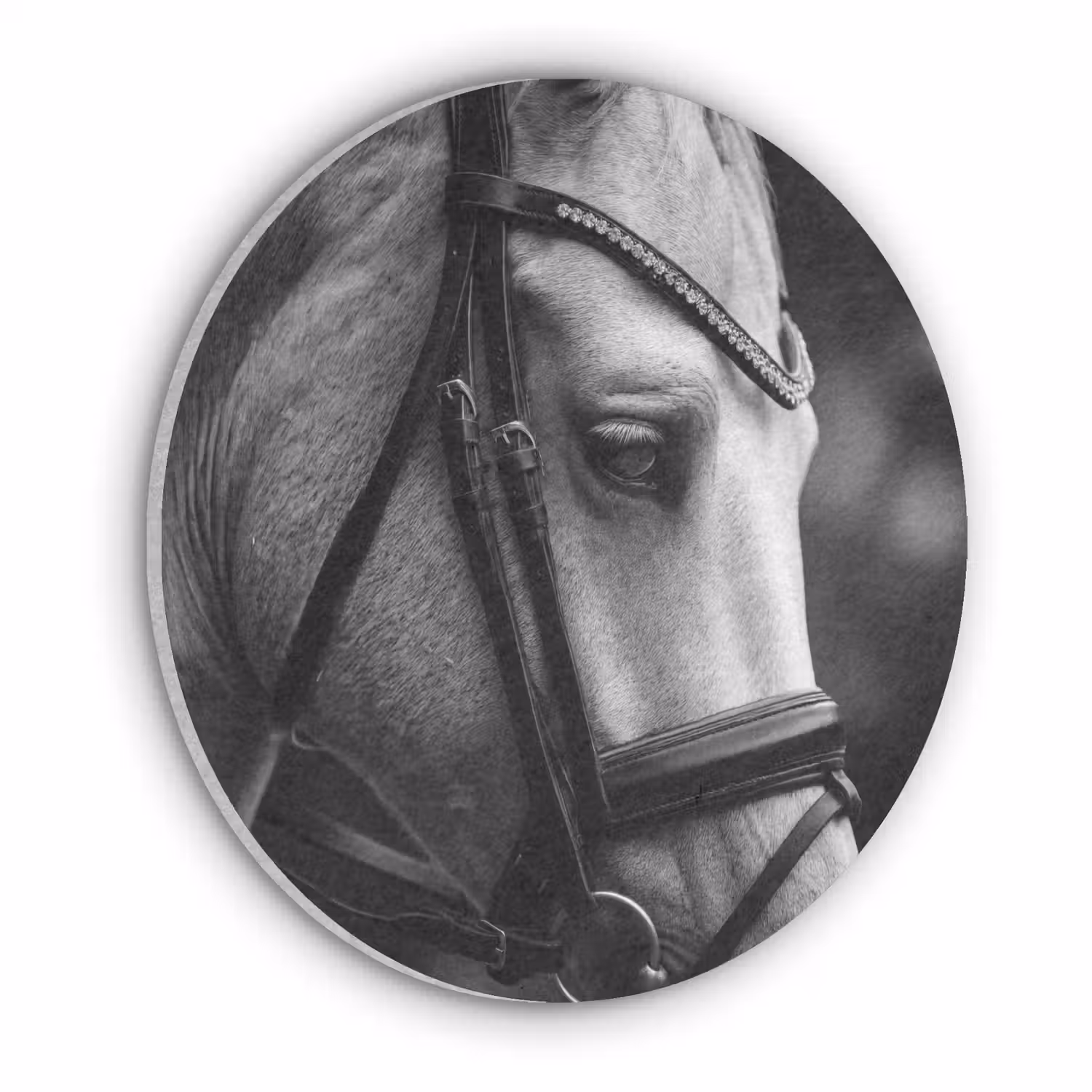 Paard - Schimmel - Portret Akoestische PET Vilt - Rond klein -3d