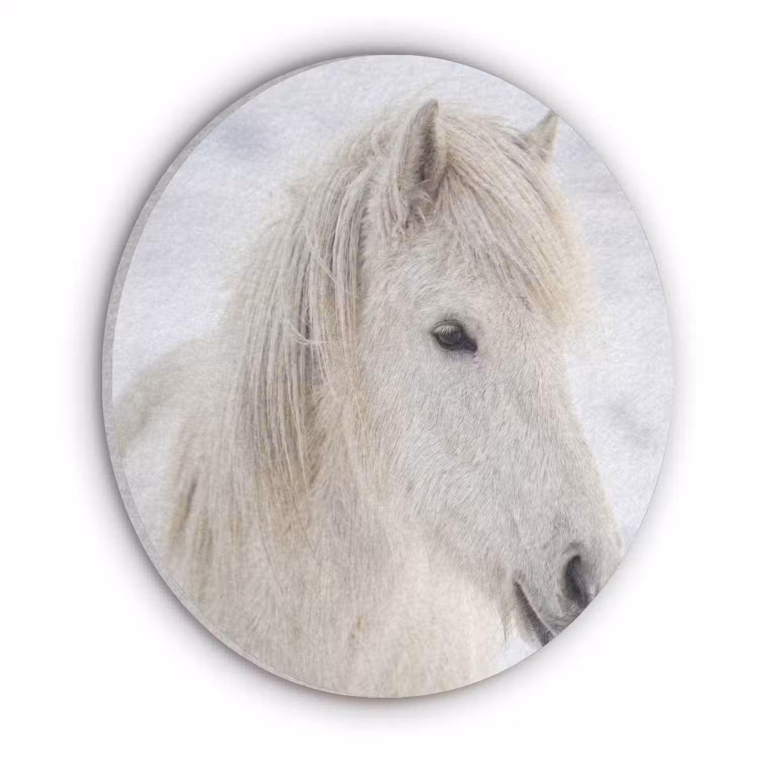 Paard - Kop - Winter - Dieren - Wit Akoestische PET Vilt - Rond klein -3d