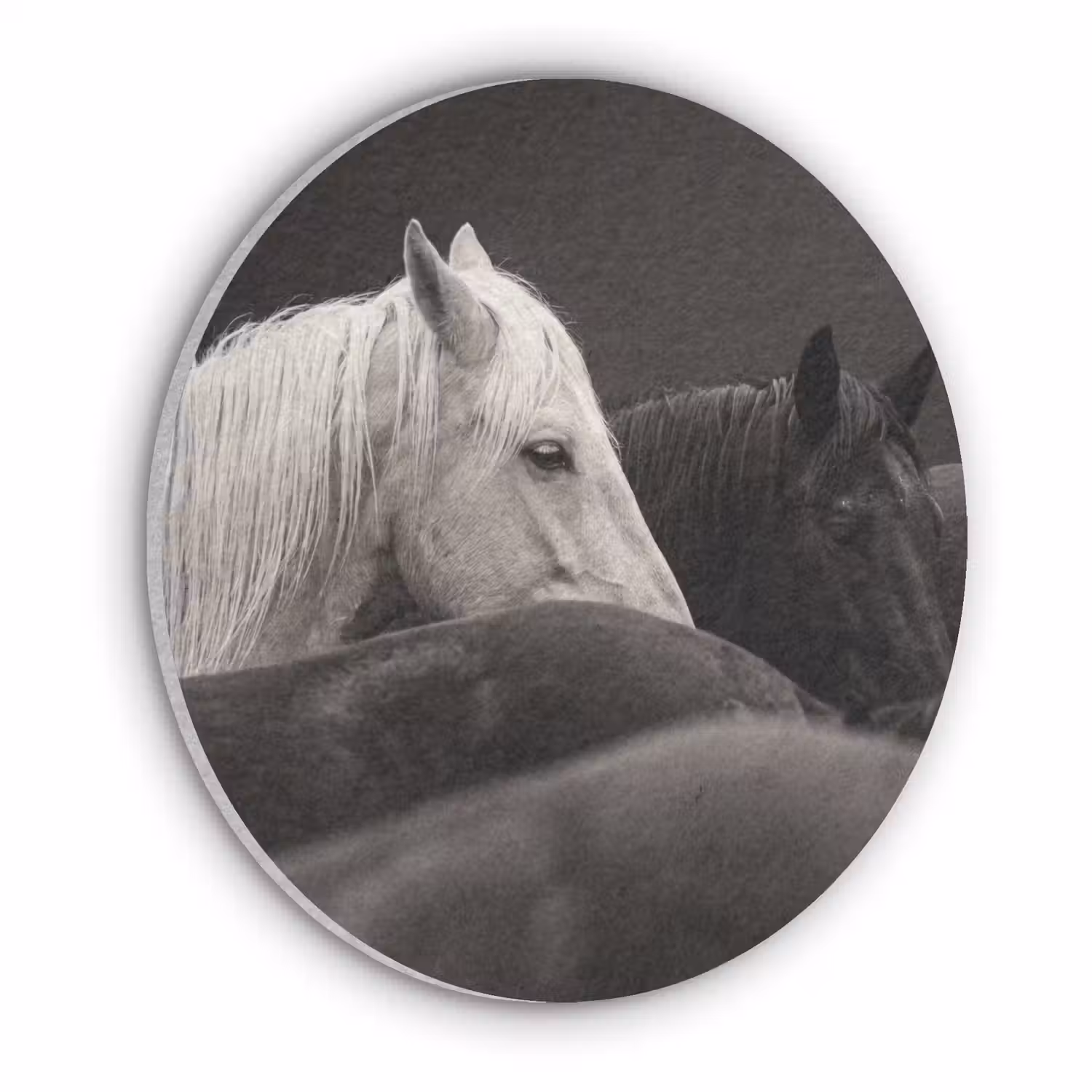 Paarden - Zwart - Wit - Kudde Akoestische PET Vilt - Rond klein -3d
